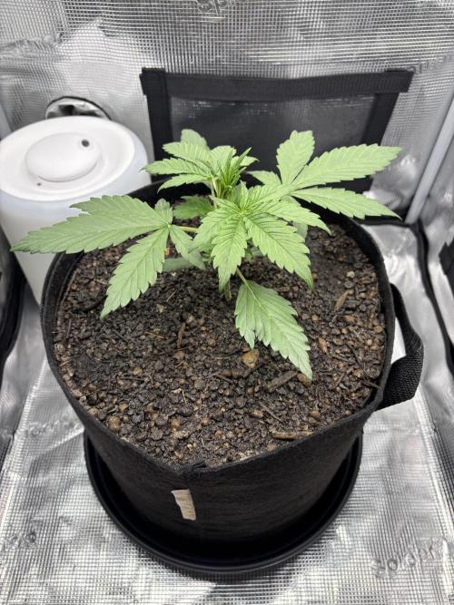 Banana Purple Punch Auto RF3. Week 3 - Pflanze Bild - 1