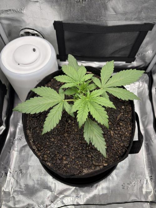 Banana Purple Punch Auto RF3. Week 3 - Pflanze Bild - 2