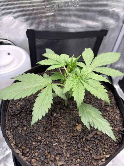 Banana Purple Punch Auto RF3. Week 3 - Pflanze nah - 1