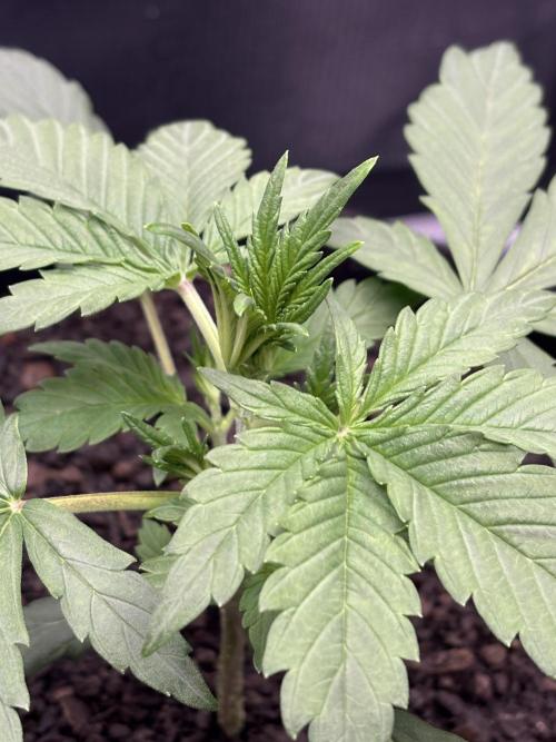 Banana Purple Punch Auto RF3. Week 3 - Pflanze nah - 2