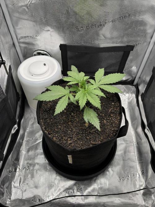 Banana Purple Punch Auto RF3. Week 3 - Pflanze Bild - 3