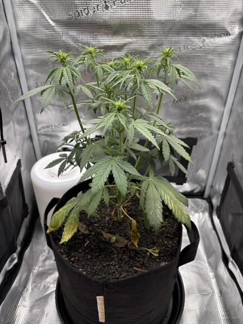 Banana Purple Punch Auto RF3. Week 5 - Pflanze komplett - 1