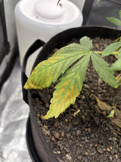 Banana Purple Punch Auto RF3. Week 5 -  Pflanze nah alte Blätter - 1