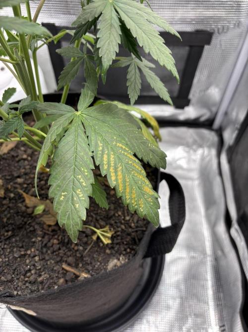 Banana Purple Punch Auto RF3. Week 5 - Pflanze nah alte Blätter - 2