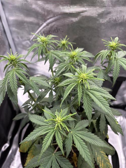 Banana Purple Punch Auto RF3. Week 5 - Pflanze oben - 1