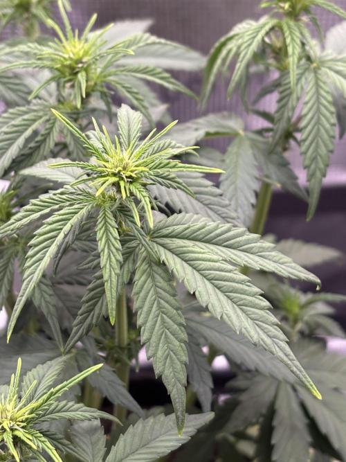 Banana Purple Punch Auto RF3. Week 5 - Pflanze nah neue Triebe - 1