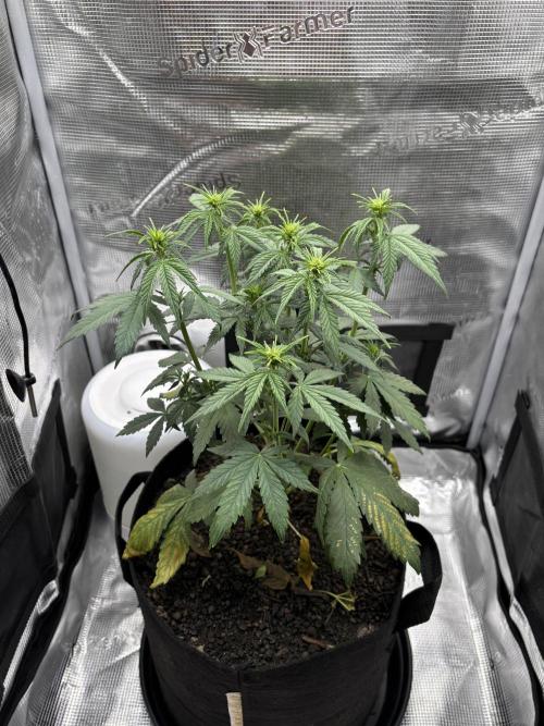 Banana Purple Punch Auto RF3. Week 5 - Pflanze komplett - 2