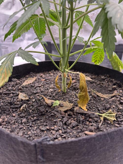 Banana Purple Punch Auto RF3. Week 5 - Pflanze unten - 1