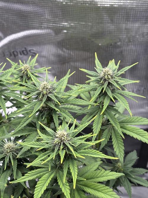 Banana Purple Punch Auto RF3. Week 6 - Pflanze nah Buds - 1