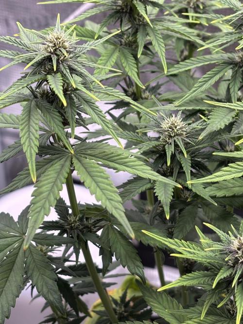 Banana Purple Punch Auto RF3. Week 6 - Pflanze nah Buds/Blätter - 1