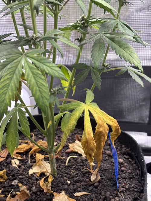 Banana Purple Punch Auto RF3. Week 6 - Pflanze unten alte Blätter - 1