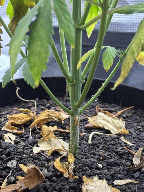 Banana Purple Punch Auto RF3. Week 6 - Pflanze unten Stil - 1