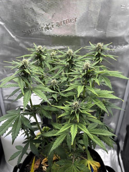 Banana Purple Punch Auto RF3. Week 6 - Pflanze - 1