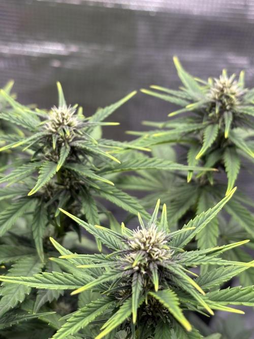 Banana Purple Punch Auto RF3. Week 6 - Pflanze nah Buds - 2