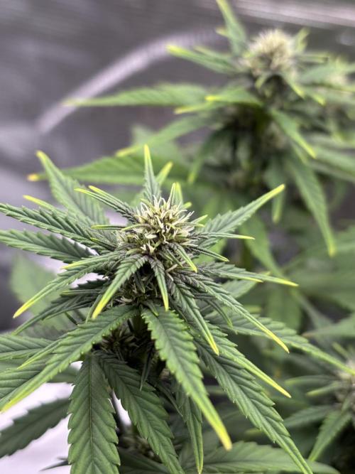 Banana Purple Punch Auto RF3. Week 6 - Pflanze nah Buds - 3 