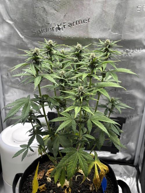 Banana Purple Punch Auto RF3. Week 6 - Pflanze - 2