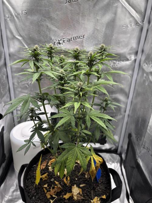 Banana Purple Punch Auto RF3. Week 6 - Pflanze - 3