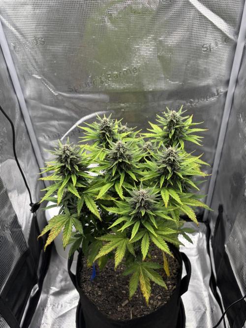 Banana Purple Punch Auto RF3. Week 7 - Pflanze - 1