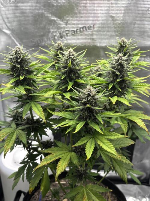 Banana Purple Punch Auto RF3. Week 7 - Pflanze nah - 1