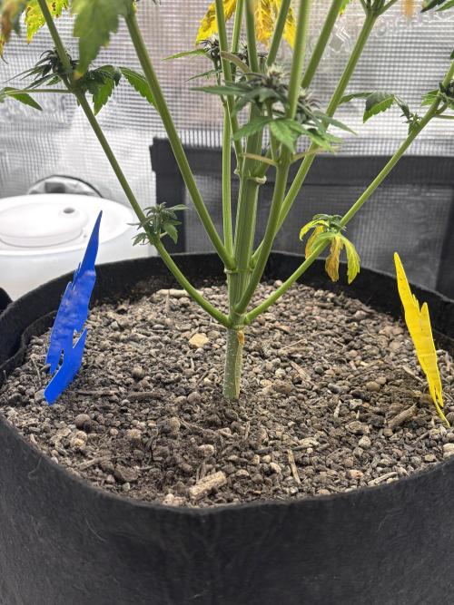 Banana Purple Punch Auto RF3. Week 7 - Pflanze unten - 1