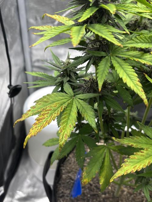 Banana Purple Punch Auto RF3. Week 7 - Pflanze Mangel - 1