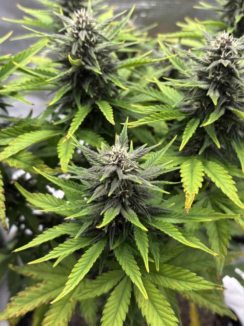 Banana Purple Punch Auto RF3. Week 7 - Buds nah - 2