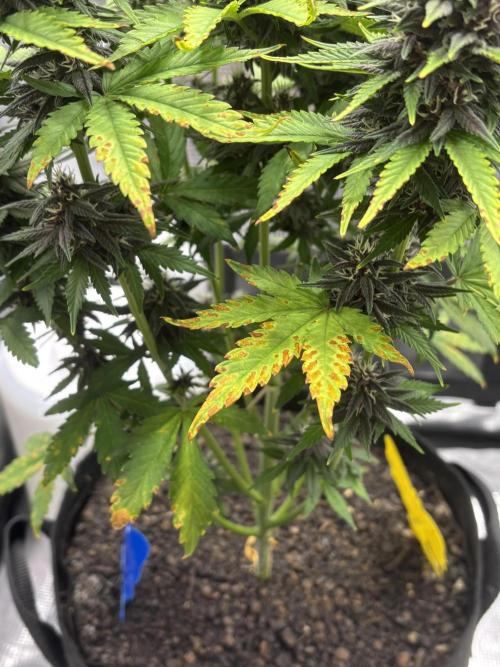 Banana Purple Punch Auto RF3. Week 8 - Mangel Pflanze - 1