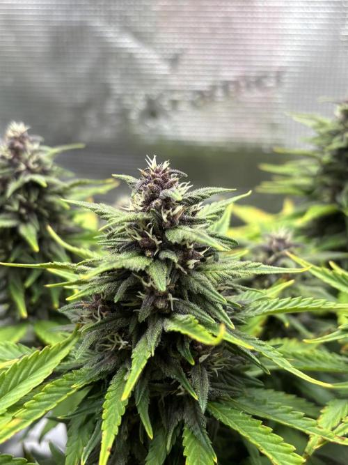 Banana Purple Punch Auto RF3. Week 8 - Buds nah - 2