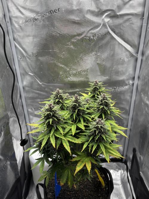 Banana Purple Punch Auto RF3. Week 8 - Pflanze allgemein - 1