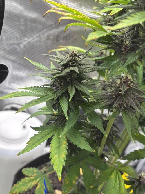 Banana Purple Punch Auto RF3. Week 8 - Bud einzeln nah - 1