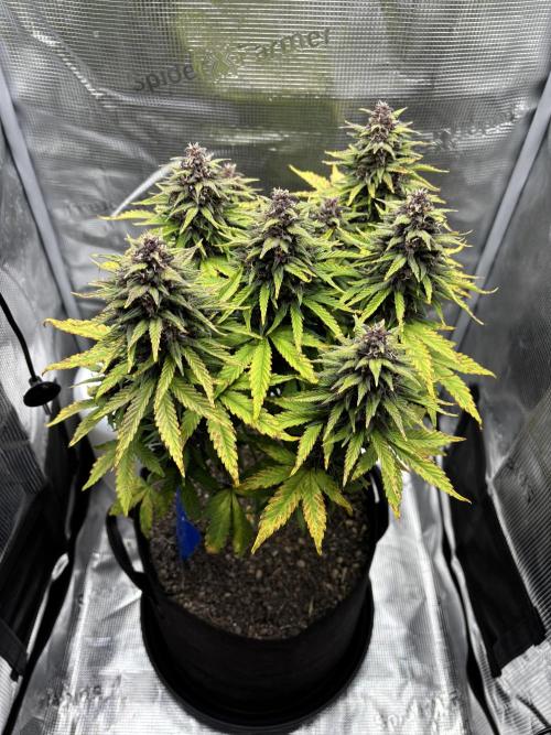 Banana Purple Punch Auto RF3. Week 9 - Pflanze allgemein - 1
