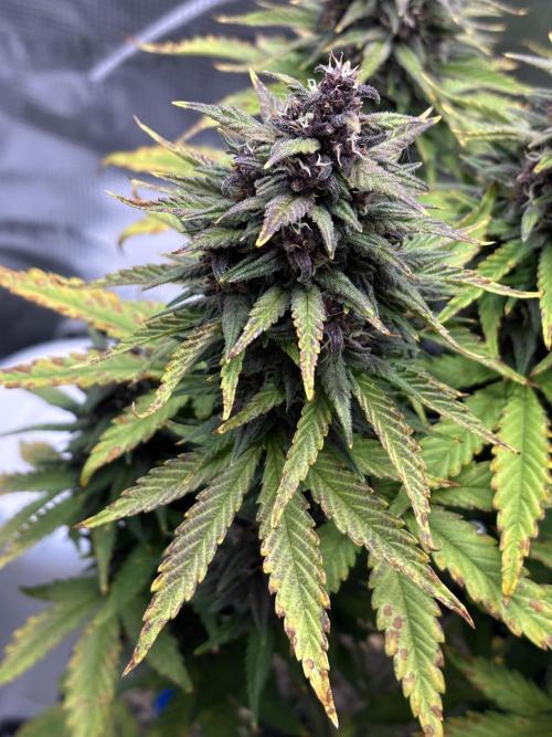 Banana Purple Punch Auto RF3. Week 9 - Buds nah oben - 1