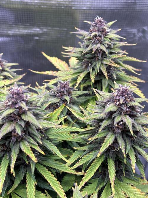 Banana Purple Punch Auto RF3. Week 9 - Pflanze nah - 1