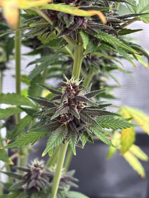 Banana Purple Punch Auto RF3. Week 9 - Buds nah unten - 1