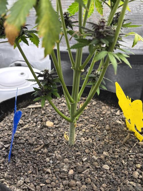 Banana Purple Punch Auto RF3. Week 9 - Pflanze unten - 1