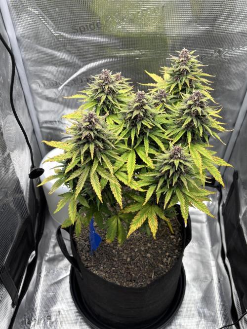 Banana Purple Punch Auto RF3. Week 9 - Pflanze allgemein - 2
