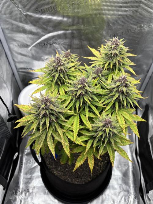 Banana Purple Punch Auto RF3. Week 9 - Pflanze allgemein - 3