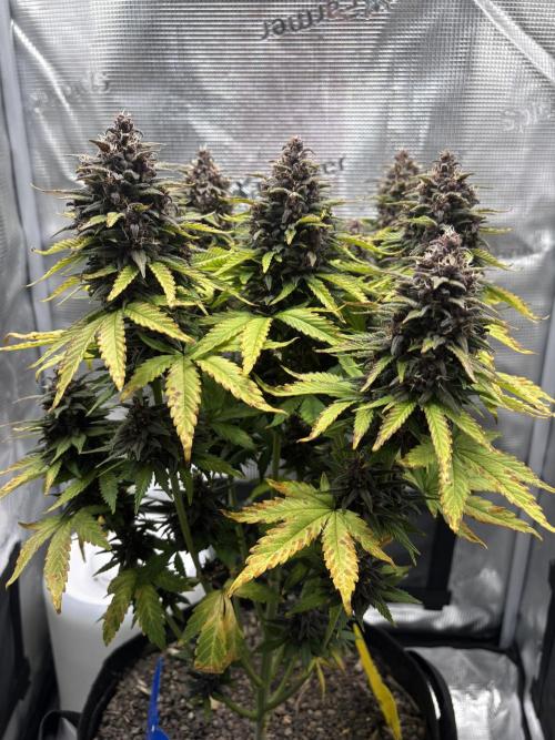 Banana Purple Punch Auto RF3. Week 10 - Pflanze allgemein - 1