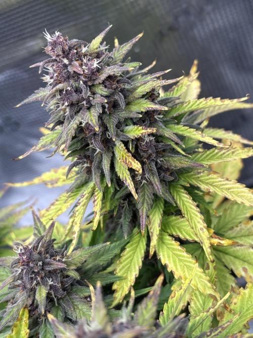 Banana Purple Punch Auto RF3. Week 10 - Bud nah - 1