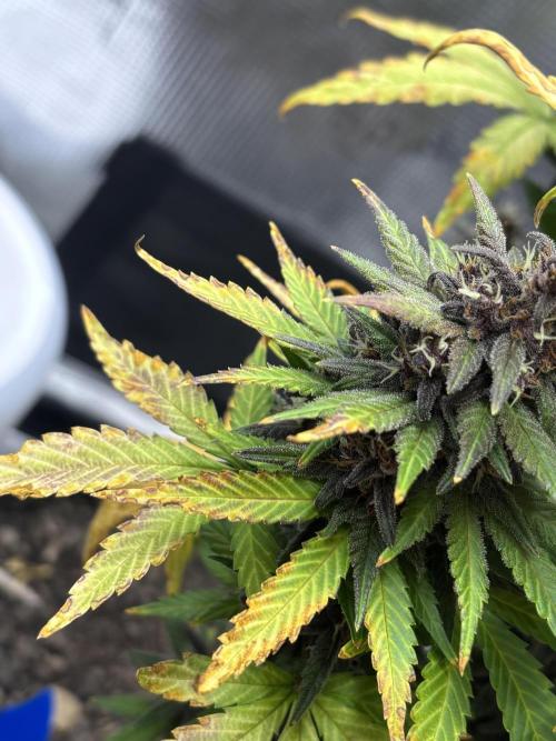 Banana Purple Punch Auto RF3. Week 10 - Buds unten nah - 1