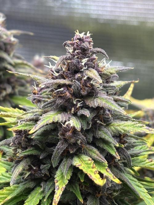 Banana Purple Punch Auto RF3. Week 10 - Buds nah - 2