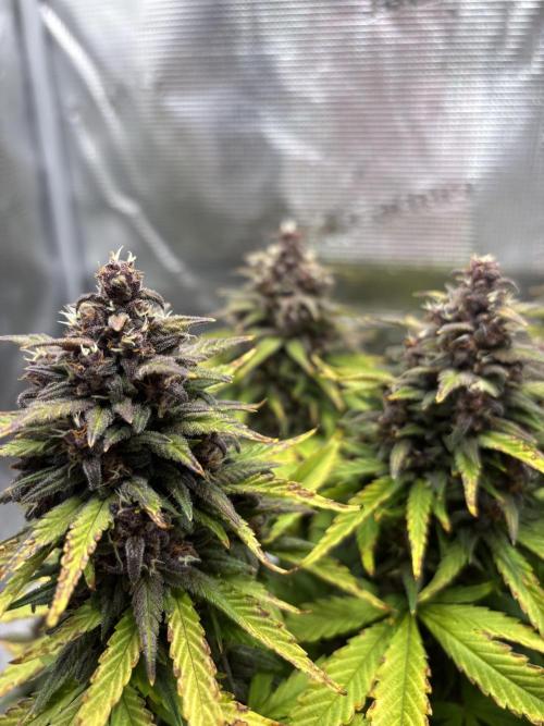 Banana Purple Punch Auto RF3. Week 10 - Mehrere Buds - 1