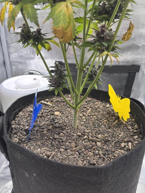 Banana Purple Punch Auto RF3. Week 10 - Pflanze unten - 1