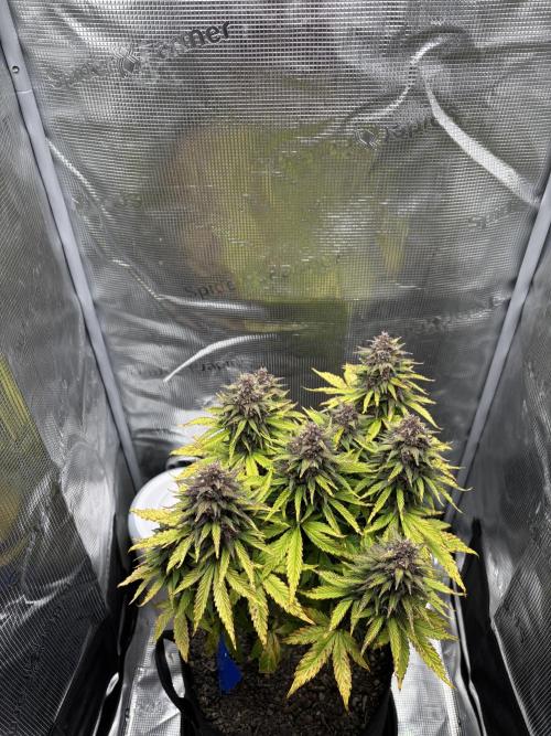 Banana Purple Punch Auto RF3. Week 10 - Pflanze oben - 1