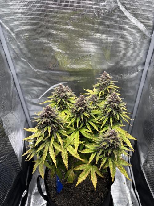 Banana Purple Punch Auto RF3. Week 10 - Pflanze oben - 2