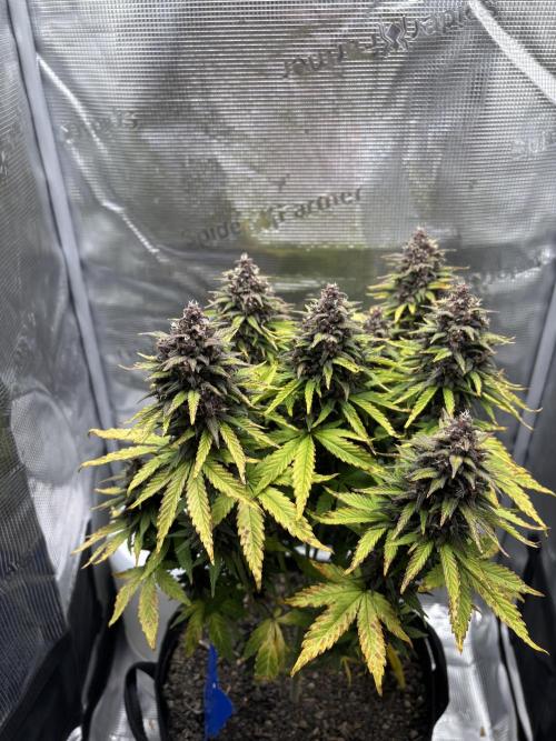 Banana Purple Punch Auto RF3. Week 10 - Pflanze oben - 3