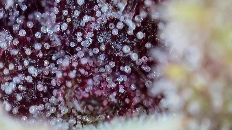 Banana Purple Punch Auto RF3. Week 10 - Trichomen Check - 1