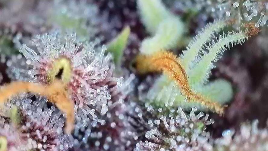 Banana Purple Punch Auto RF3. Week 10 - Trichomen Check - 2