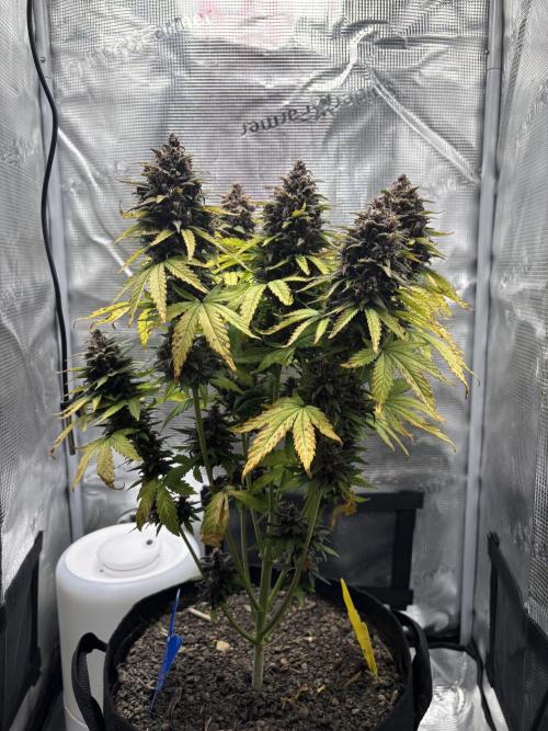 Banana Purple Punch Auto RF3. Week 11 - Pflanze allgemein - 1