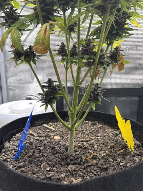 Banana Purple Punch Auto RF3. Week 11 - Pflanze unten - 1